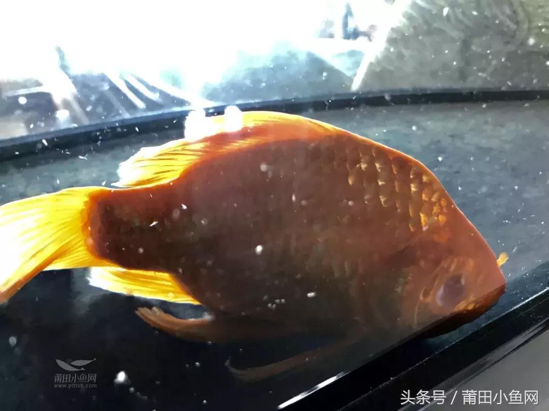 鱼缸里的鱼莫名其妙眼睛没了,鱼缸里的鱼眼睛为什么被吃掉