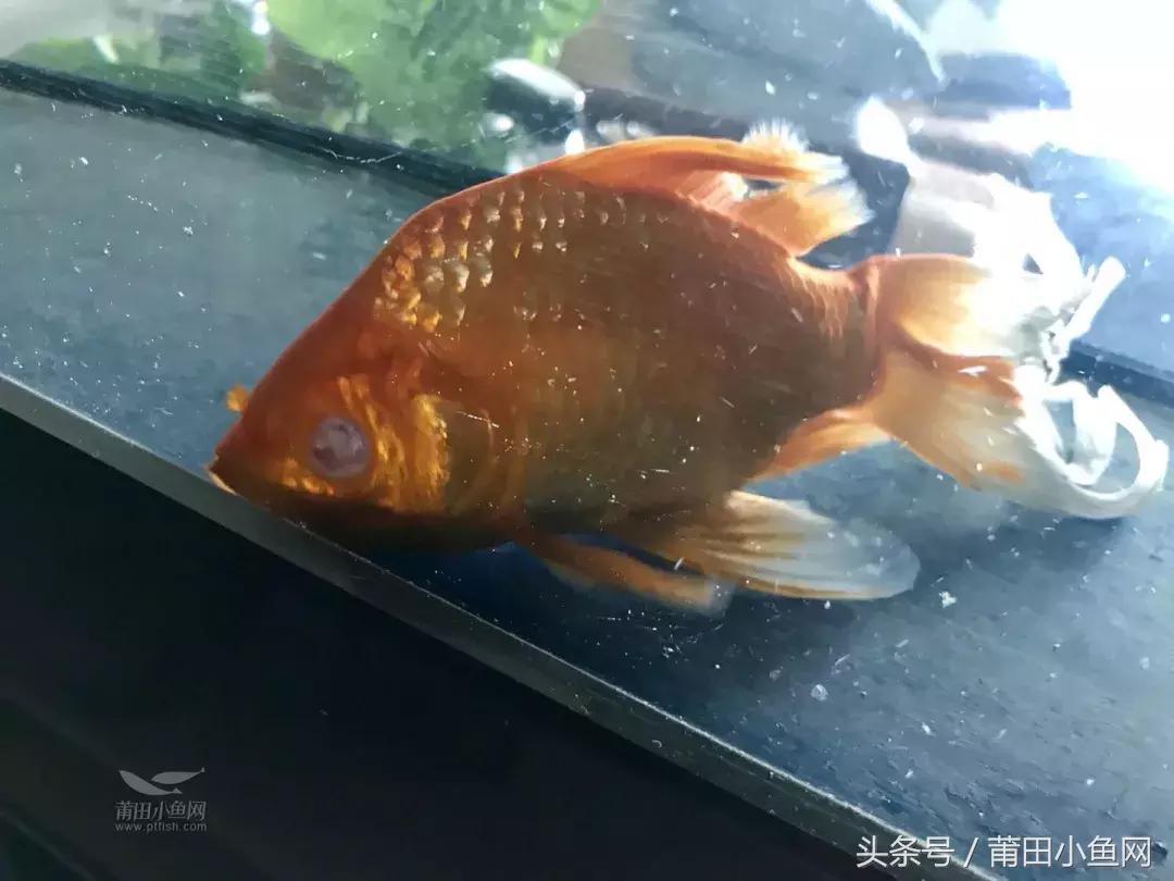 鱼缸里的鱼莫名其妙眼睛没了,鱼缸里的鱼眼睛为什么被吃掉