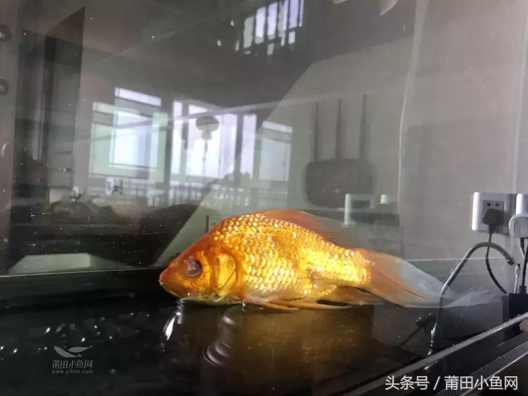 鱼缸里的鱼莫名其妙眼睛没了,鱼缸里的鱼眼睛为什么被吃掉