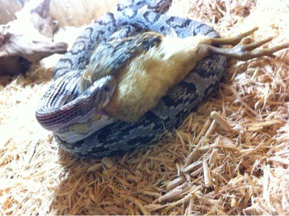 实拍山林养殖土鸡的点滴历程,农村养土鸡的真实生活