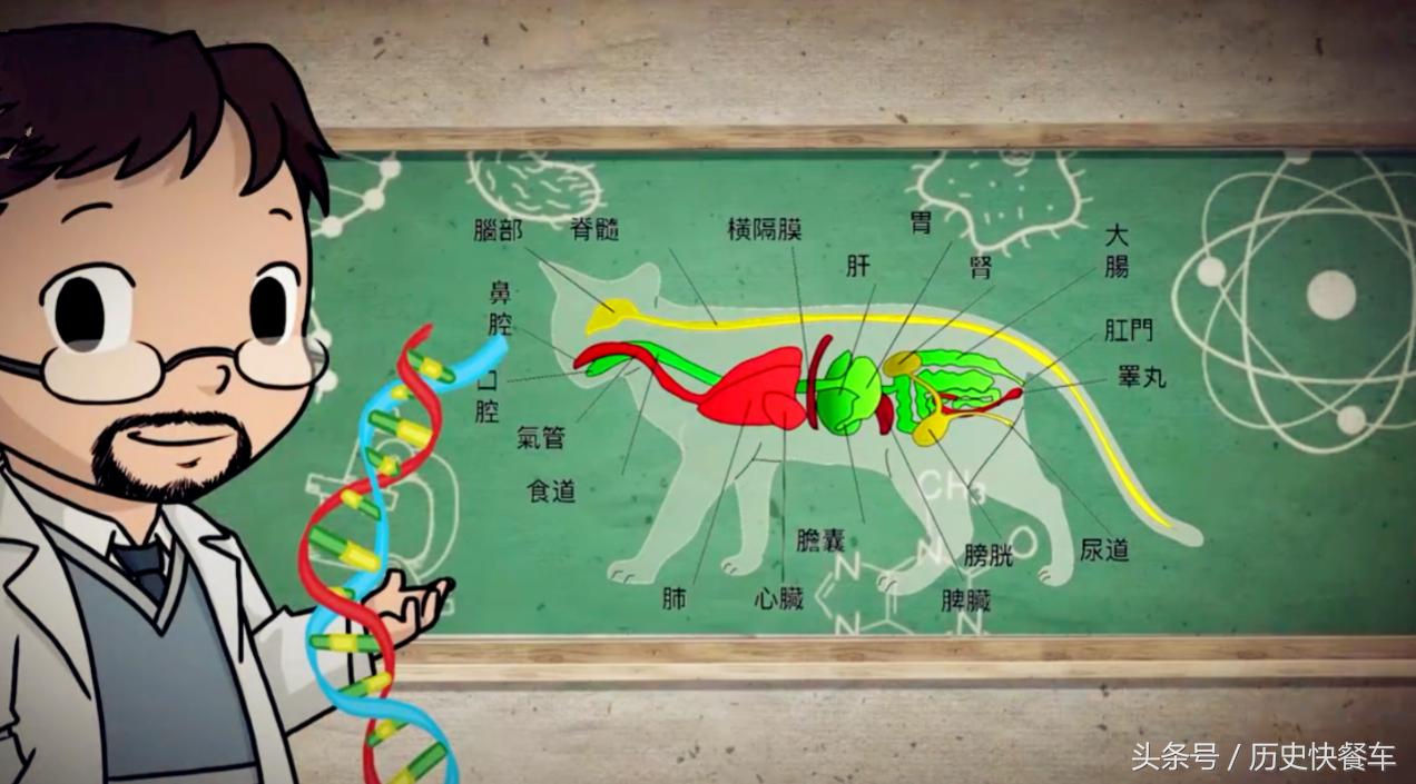 喵星人的变化史,喵星人养猫13年经验分享