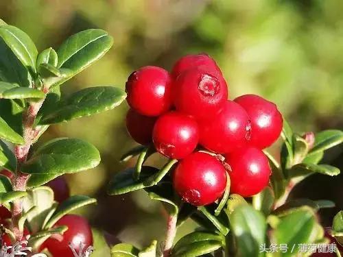 月见草葡萄籽,月见草蔓越莓圣洁莓