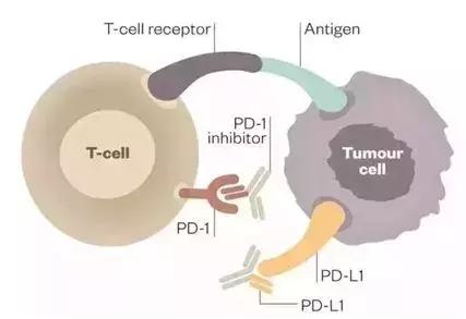 冷肿瘤和热肿瘤区别ph值,肿瘤发热治疗指南