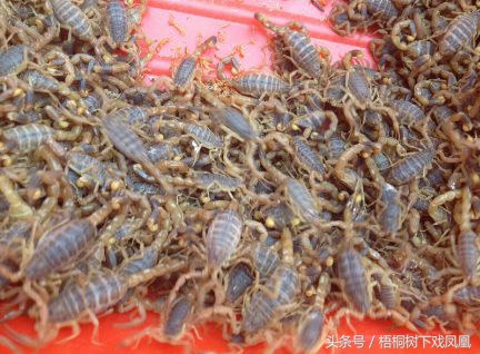 蝎子属于五毒之首吗,蝎子是五毒里的哪一毒