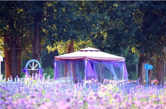 紫海香堤香草艺术庄园,紫海香堤香草艺术庄园视频