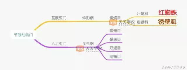 柑橘锈壁虱危害果实到几月,柑橘的虫害锈壁虱有哪几种特效药