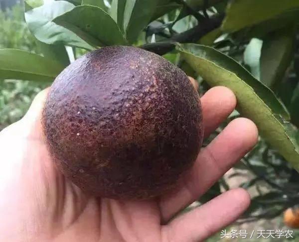 柑橘锈壁虱危害果实到几月,柑橘的虫害锈壁虱有哪几种特效药