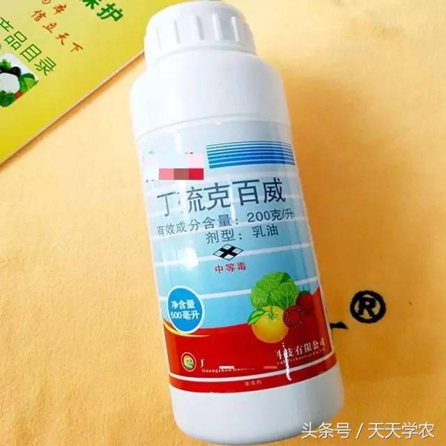 柑橘锈壁虱危害果实到几月,柑橘的虫害锈壁虱有哪几种特效药