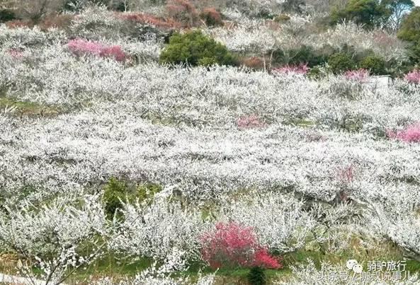 江苏古镇景点排名前十名,江苏最全古镇清单