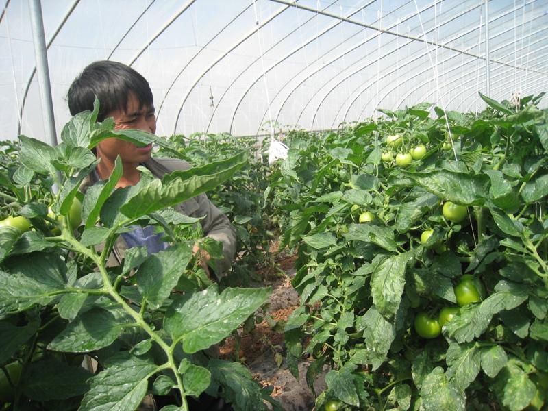 弥勒市竹园镇大棚番茄冻害怎么救,番茄苗受冻害以后多少天能缓过来