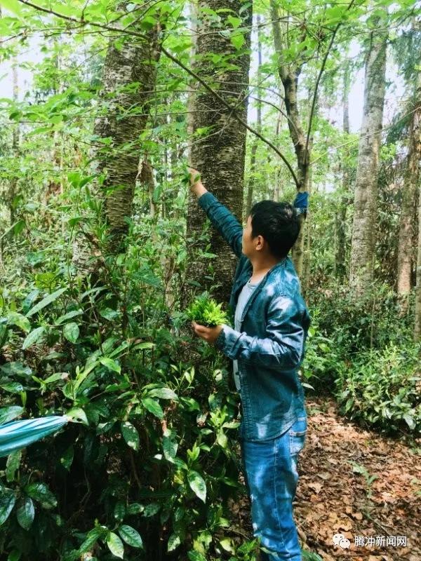 阿龙家的腾冲茶：在那些琥珀红茶水中邂逅它的灵魂