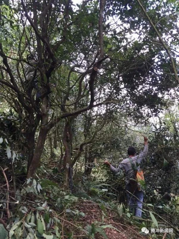 阿龙家的腾冲茶：在那些琥珀红茶水中邂逅它的灵魂