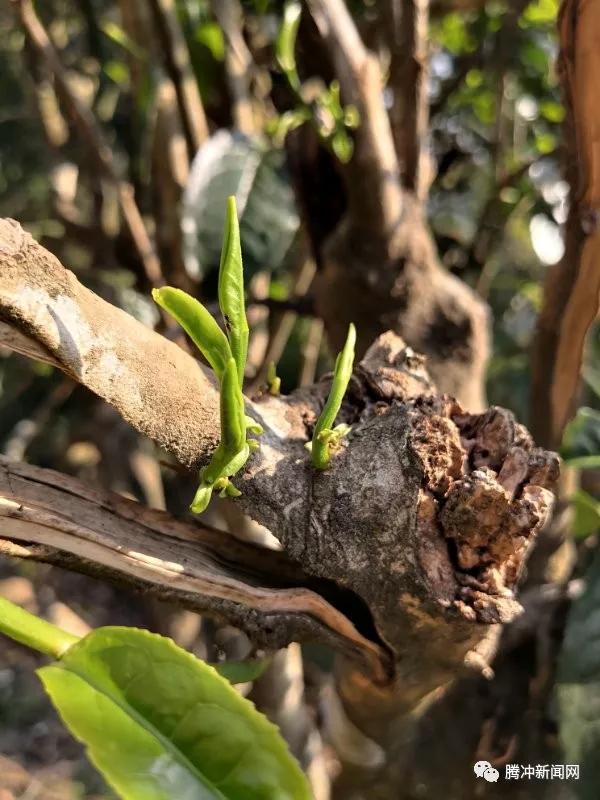 阿龙家的腾冲茶：在那些琥珀红茶水中邂逅它的灵魂