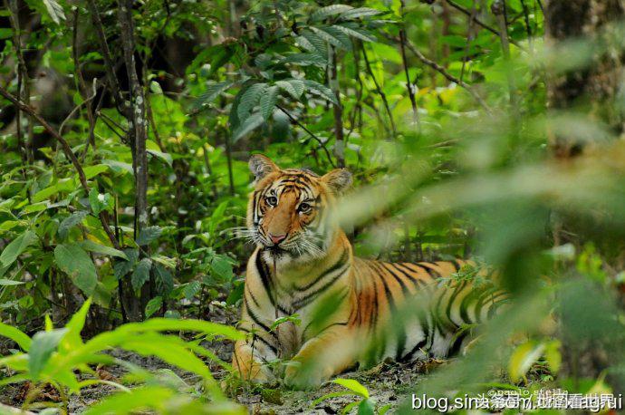 高山王国,千佛之国,佛教发源地,世界唯一非矩形*旗国**——尼泊尔