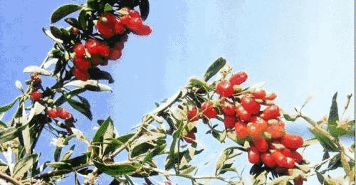 养生泡枸杞,啤酒泡枸杞做法