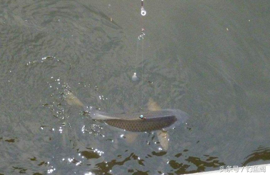 钓鱼上大鱼技巧手法,钓鱼怎么控鱼技巧和手法