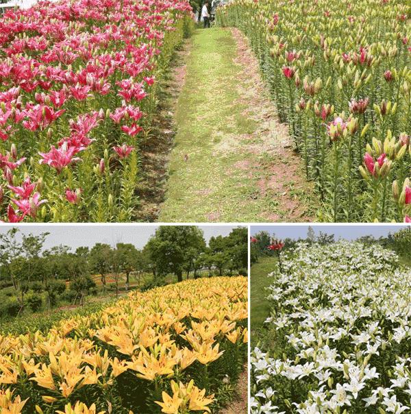 来赏花郁金香花展已开启,春日踏青花博会