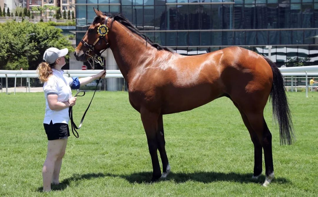 香港冠军种马子嗣!14匹优秀纯血马将现身周五晚香港国际马匹拍卖会