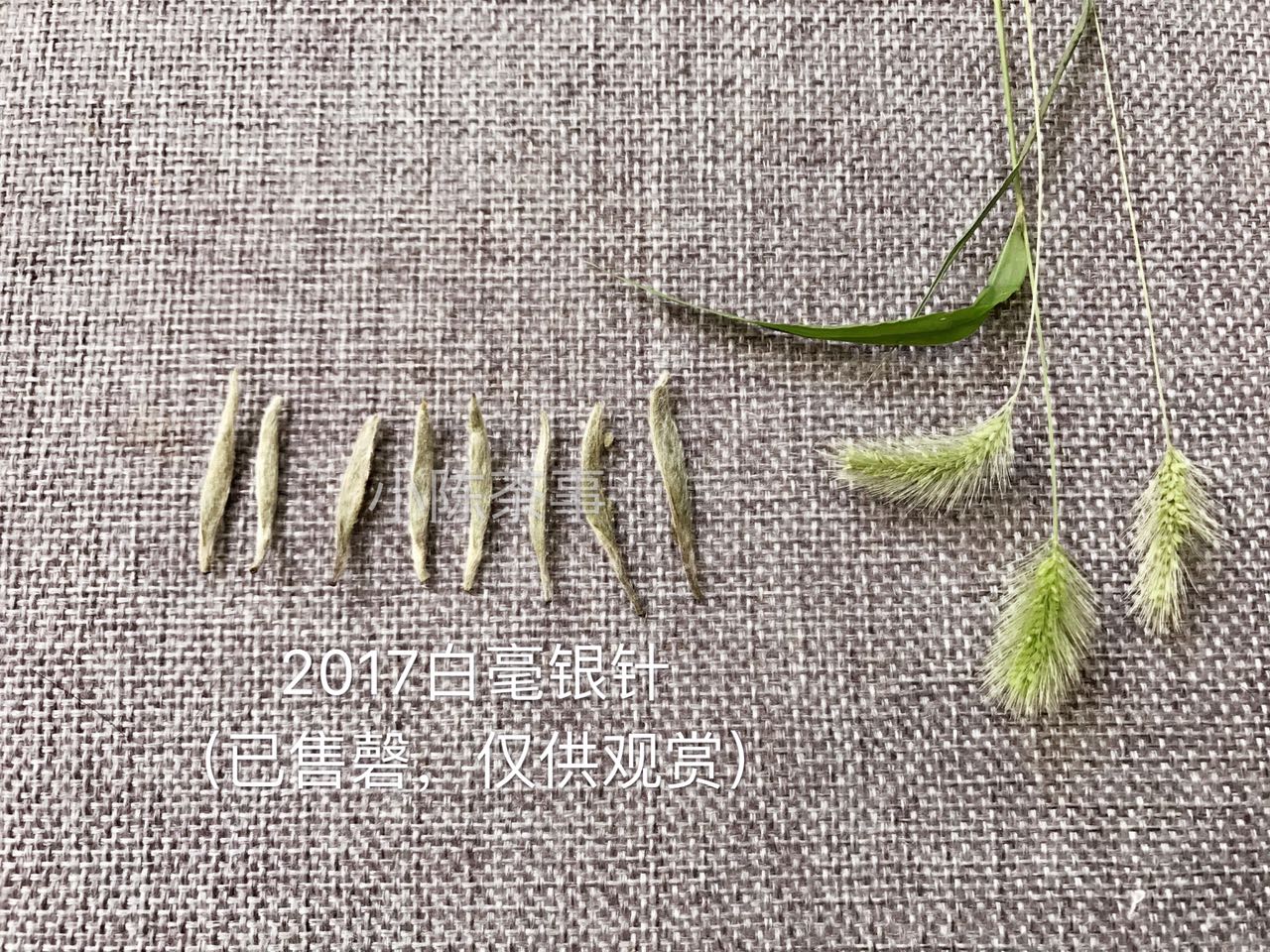 白茶里面有黄绒是发霉了吗,白茶上面有白毛正常吗