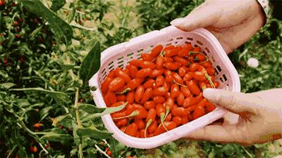 啤酒泡枸杞下一句是啥,为什么啤酒泡枸杞不醉人