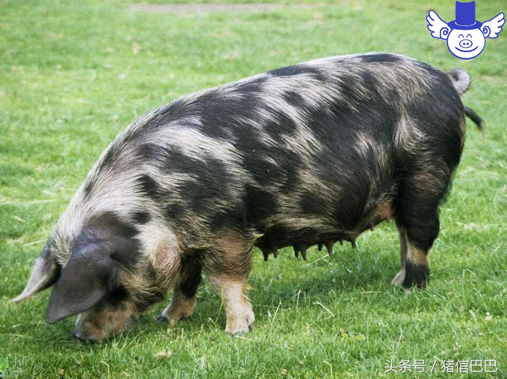 怎样让初产母猪顺利产下第一胎,母猪产仔怎么帮助它