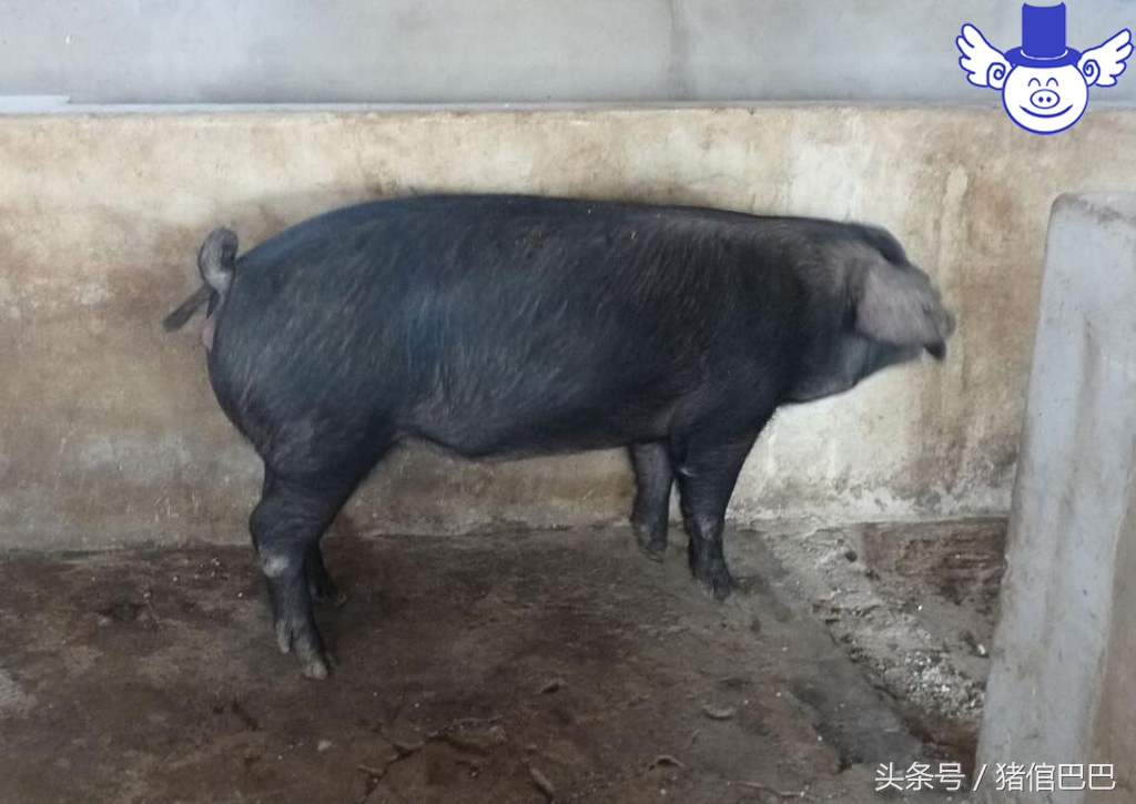 怎样让初产母猪顺利产下第一胎,母猪产仔怎么帮助它