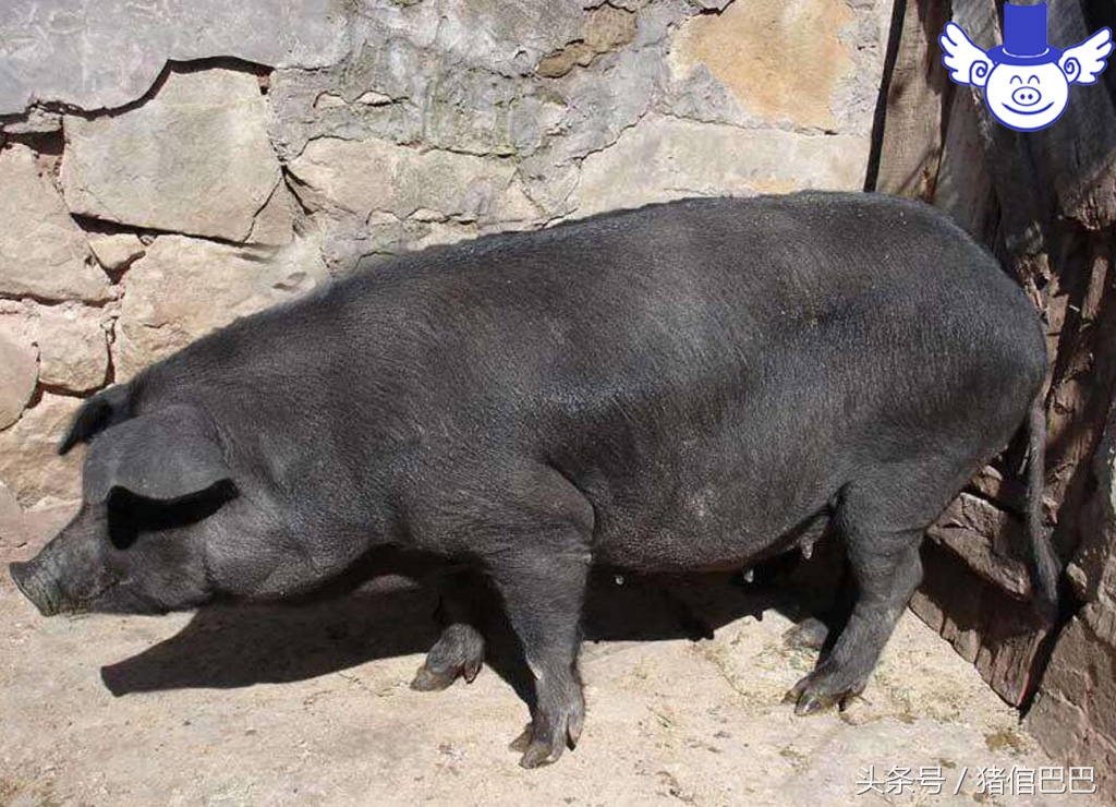 怎样让初产母猪顺利产下第一胎,母猪产仔怎么帮助它