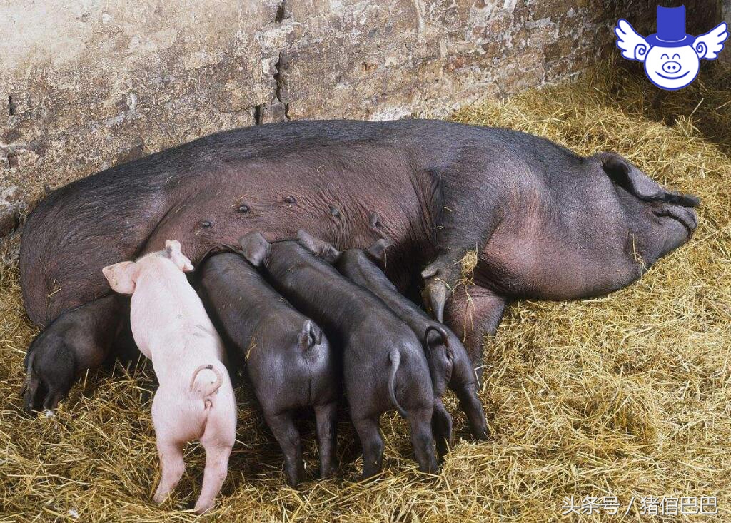 怎样让初产母猪顺利产下第一胎,母猪产仔怎么帮助它