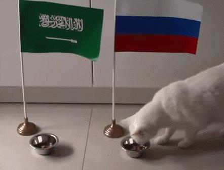 谁说伪球迷预测不了真胜利？是时候让你的猫狗拉你一把！