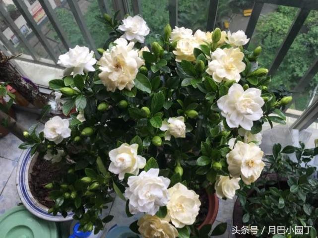 栀子花黄叶的几种处理方法,栀子花从下面出现黄叶应怎样处理