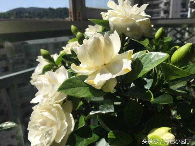 栀子花黄叶的几种处理方法,栀子花从下面出现黄叶应怎样处理