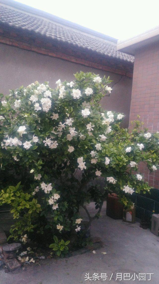 栀子花黄叶的几种处理方法,栀子花从下面出现黄叶应怎样处理