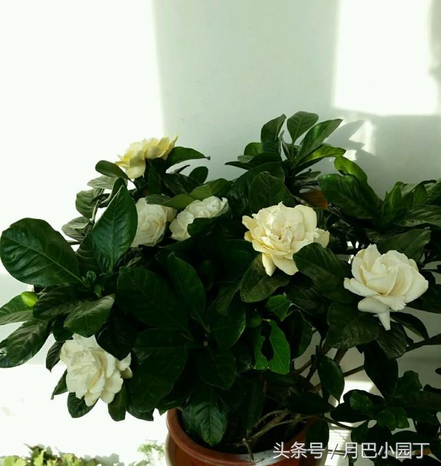 栀子花黄叶的几种处理方法,栀子花从下面出现黄叶应怎样处理