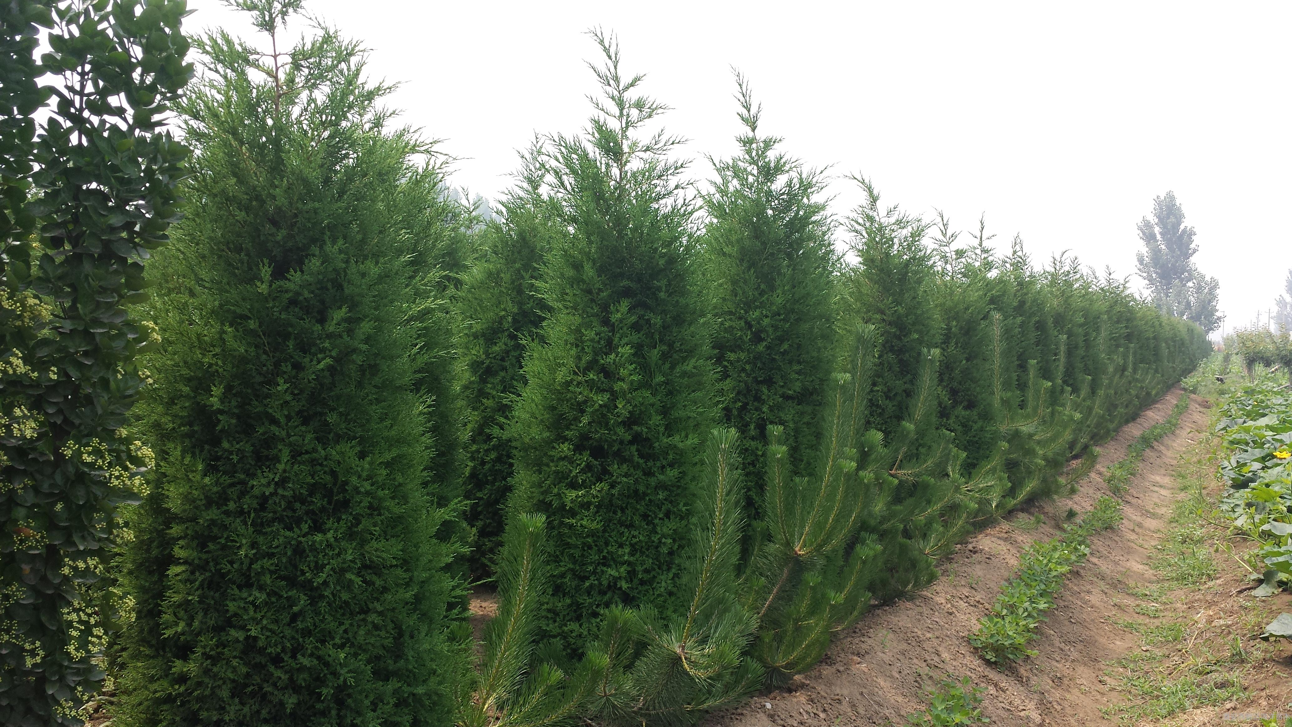 小苗圃打造,小苗圃经营方案