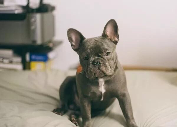 如何养好法斗必知的健康问题,法斗没养好不会爆头吗