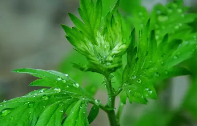 中医用的艾草是什么样的,家有三年艾郎不用来什么意思