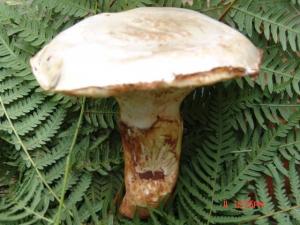 开伞的松茸菌,松茸菇会产生孢子菌吗