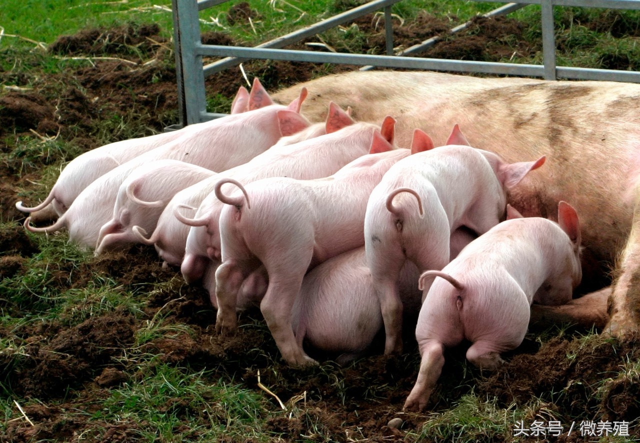 怀孕母猪后期饲养管理,后备小母猪怎样饲养和管理