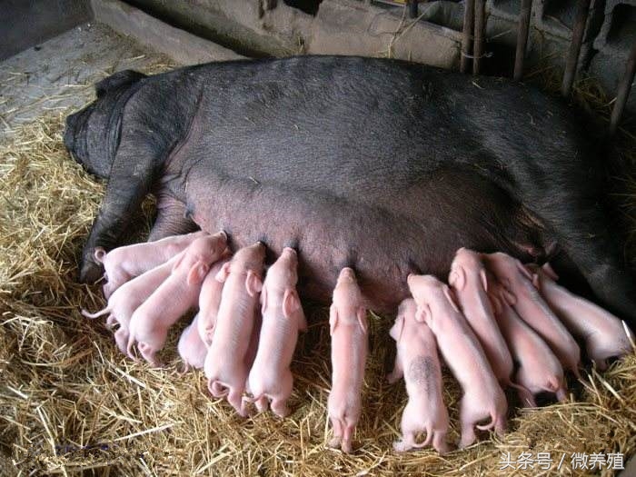 怀孕母猪后期饲养管理,后备小母猪怎样饲养和管理