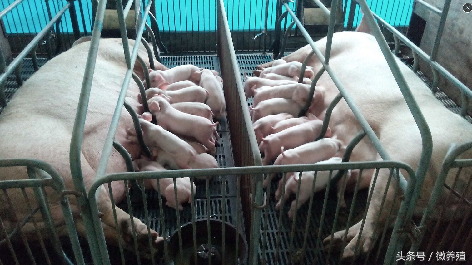 怀孕母猪后期饲养管理,后备小母猪怎样饲养和管理