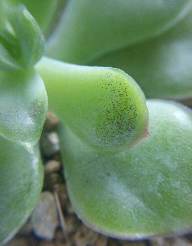 多肉得了烟煤病最好的药是什么,多肉得了烟煤病把叶子全部摘完了