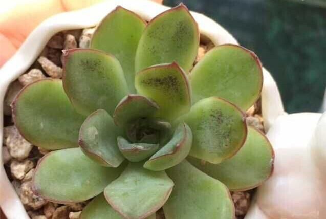 多肉得了烟煤病最好的药是什么,多肉得了烟煤病把叶子全部摘完了