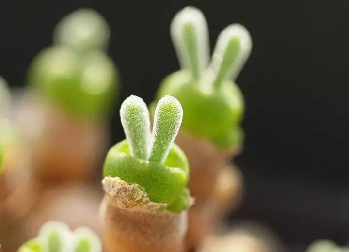 多肉得了烟煤病最好的药是什么,多肉得了烟煤病把叶子全部摘完了