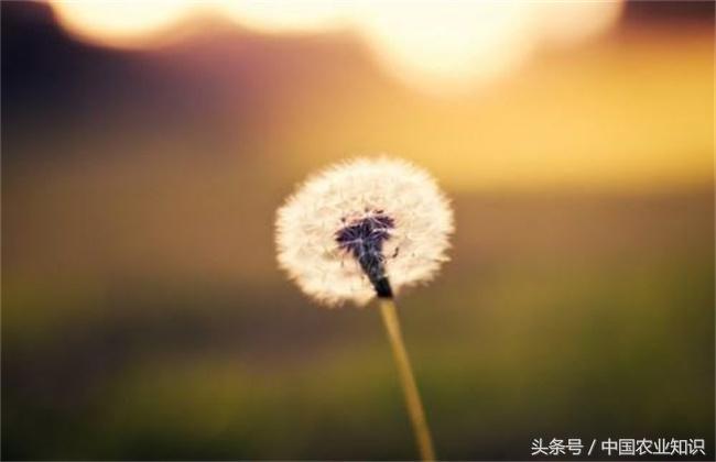 蒲公英是怎样繁殖的,蒲公英种子自然繁殖