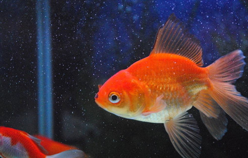 养金鱼的正确方法和注意什么,自来水养金鱼注意事项