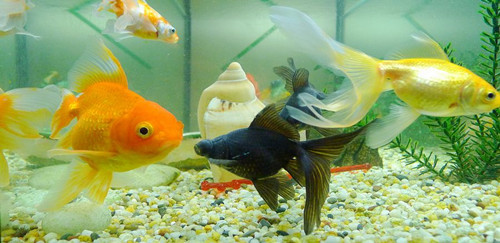 养金鱼的正确方法和注意什么,自来水养金鱼注意事项