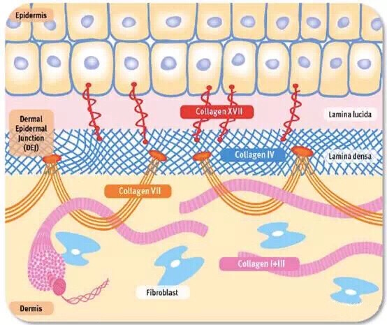 几十块钱买赫莲娜黑绷带,黑绷带面霜赫莲娜真的好用吗