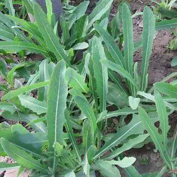 猪的优点和美德,猪的优点有哪些方面