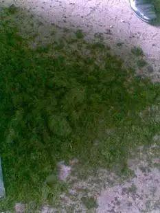 猪的优点和美德,猪的优点有哪些方面