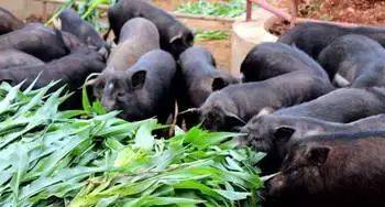 猪的优点和美德,猪的优点有哪些方面